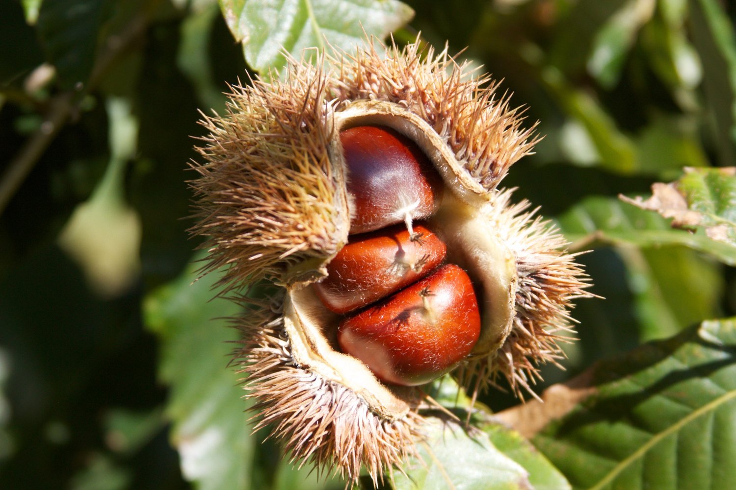 Chinese Chestnut (Castanea mollissima) Trees for Sale | Propagate Tree ...